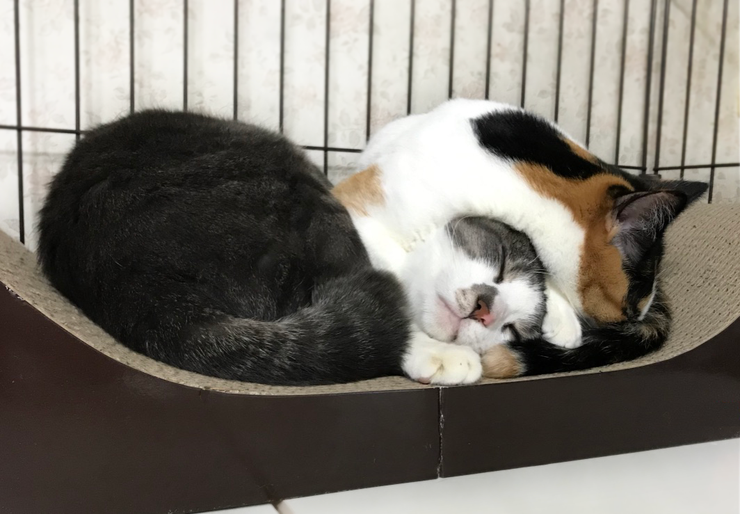 大き目の爪とぎベッドで仲良く昼寝する兄弟猫たち