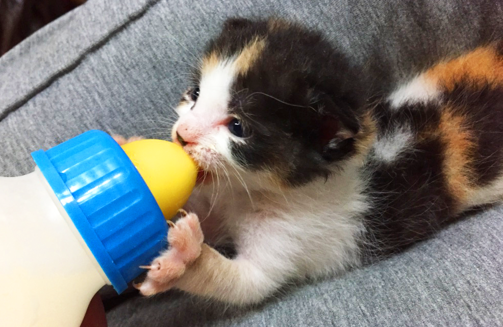 人の膝の上で哺乳瓶からミルクを飲む子猫