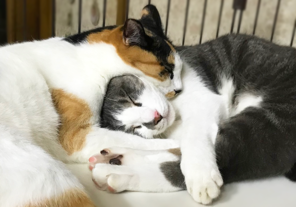 仲良く昼寝する兄弟猫