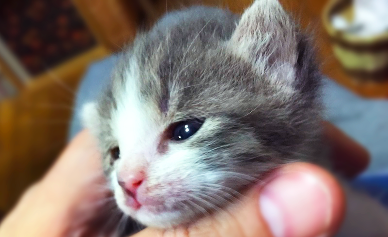 眼が開いたばかりの赤ちゃん猫