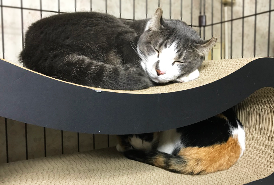大きな爪とぎベッドを２段ベッドのように使う兄弟猫たち